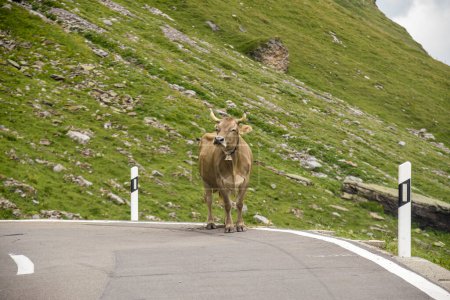 Vaca suiza en el camino hacia el Klotenpass en Suiza
