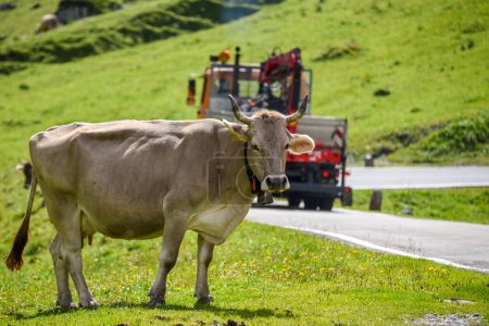 Téléchargez les photos : Vache brune suisse par la route vers klotenpass - en image libre de droit