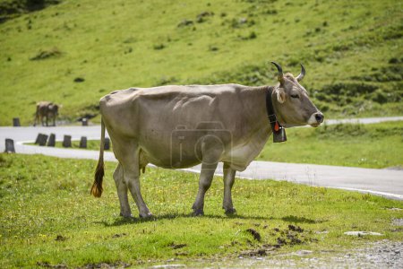 Foto de Manada de vacas suizas de color marrón por el camino hacia klotenpass - Imagen libre de derechos