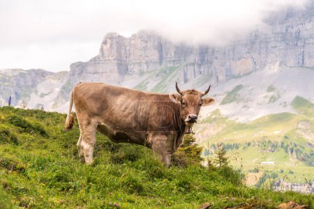 Photo for Swiss brown cow up in the Glarus alps in Switzerland - Royalty Free Image