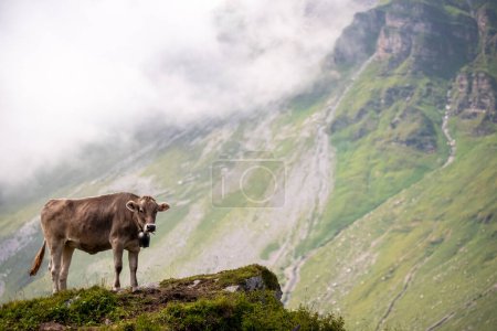 vaca joven en la parte superior de un pico de montaña suizo pastando 