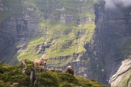 Young brown cows with bells at the top of a peak on the Swiss al