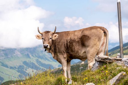 Young brown cows with bells at the top of a peak on the Swiss al