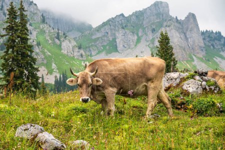 swiss brown cow up in the Glarus alps in Switzerland surrounded 