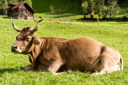 Foto de Vaca suiza de color marrón en los Alpes del Glarus en Suiza rodeada - Imagen libre de derechos