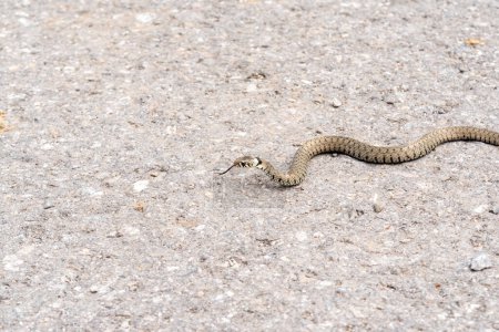 Foto de Serpiente de hierba cruzando una carretera en Glarus, Suiza - Imagen libre de derechos