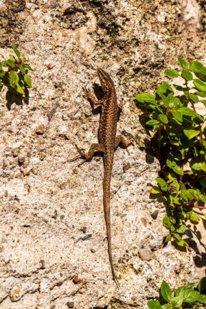 Brown lizard climing a stone wall in Lugano