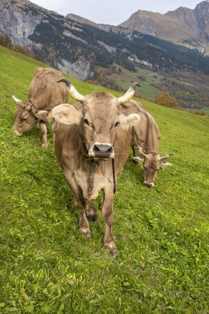 three brown cows grazing on a field in Elm, Switzerland