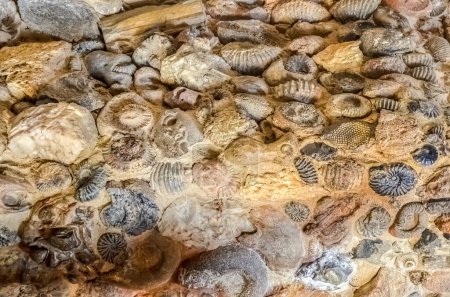 Photo for Wall made with fossils - Royalty Free Image