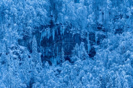 Foto de Vista de cerca de los árboles de invierno en las empinadas paredes rocosas de los Alpes suizos - Imagen libre de derechos