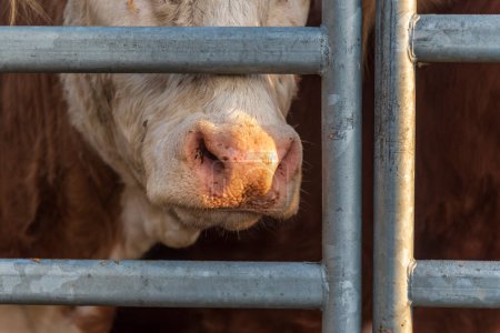 Téléchargez les photos : Gros plan d'une vache à Uster aux petites heures du matin - en image libre de droit
