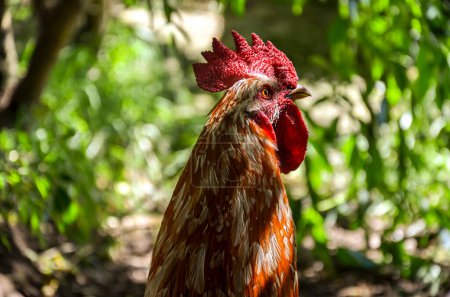 Photo for Red rooster head in a farm - Royalty Free Image