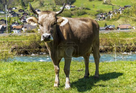 Téléchargez les photos : Vache suisse dans les Alpes - en image libre de droit