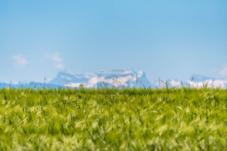 Téléchargez les photos : Champ de blé vert avec une vue floue sur les Alpes et le ciel bleu - en image libre de droit