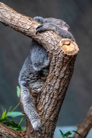 Foto de Un Koala relajándose en la parte superior de un árbol - Imagen libre de derechos