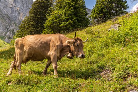 Kuh läuft in den Bergen am Weidezaun eines Bauern entlang