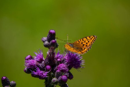 Foto de Hermosa mariposa en una flor - Imagen libre de derechos