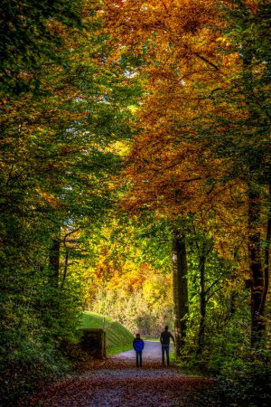 Foto de Otoño hermoso paisaje con un camino en medio de los árboles - Imagen libre de derechos