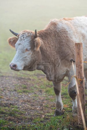 Foto de Cabeza de vaca frontal en el campo en una mañana brumosa en Uster, Suiza - Imagen libre de derechos