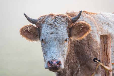 Téléchargez les photos : Tête de vache frontale dans le champ par une matinée brumeuse à Uster, Suisse - en image libre de droit
