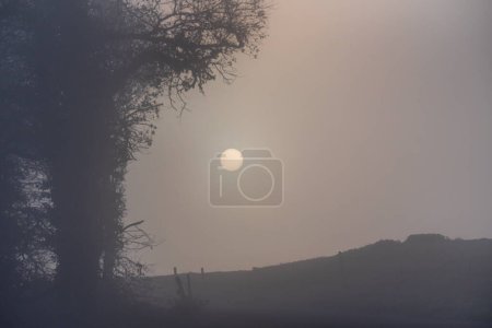 Téléchargez les photos : Matin brumeux dans les champs avec vue sur le soleil à travers le brouillard - en image libre de droit