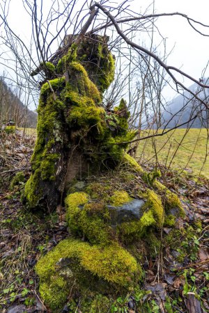 Téléchargez les photos : Le tronc d'un vieil arbre avec de la mousse autour. Forme morphique d'une femme - en image libre de droit