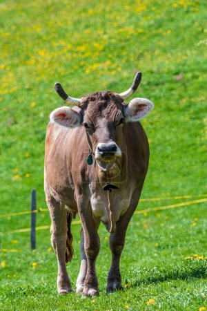 Téléchargez les photos : Vache suisse dans les Alpes - en image libre de droit