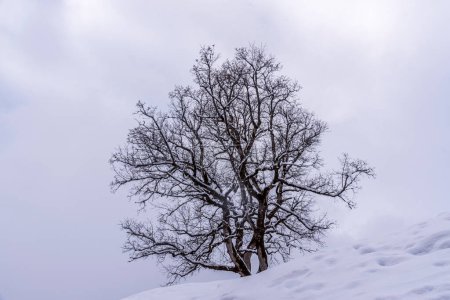 Téléchargez les photos : Arbre isolé au sommet d'une colline en hiver - en image libre de droit