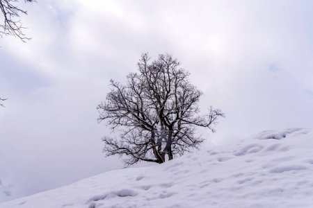 Téléchargez les photos : Arbre isolé au sommet d'une colline en hiver - en image libre de droit
