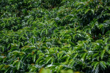 Téléchargez les photos : Arabica plantation de café sud-américaine - en image libre de droit