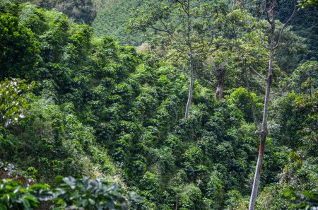 Téléchargez les photos : Vue sur une plantation traditionnelle de café arabica en Colombie Amérique du Sud, avec de grands arbres pour fournir de l'ombre - en image libre de droit