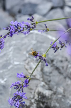 Foto de Flor de lavanda con una abeja visitante - Imagen libre de derechos