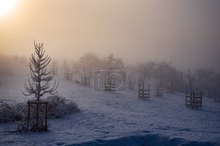 Foto de Árboles congelados en el bosque - Imagen libre de derechos
