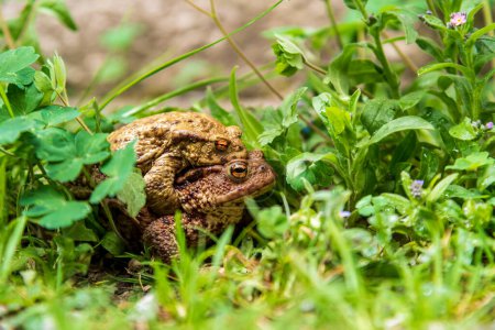 A couple of toads mating in the woods in Diesbach, Switzerland	