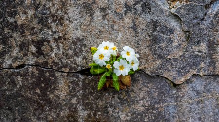 Téléchargez les photos : Une primevère blanche poussant et fleurissant des fissures d'un vieux mur de pierre - en image libre de droit