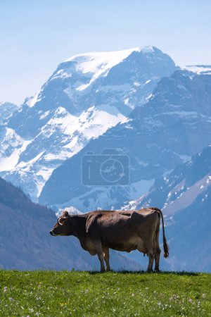 Foto de Vaca en las montañas alpinas suizas contra el monte Tdi en Glarus - Imagen libre de derechos