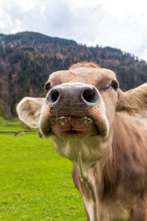 Téléchargez les photos : Tête de vache et narines face à la caméra - en image libre de droit