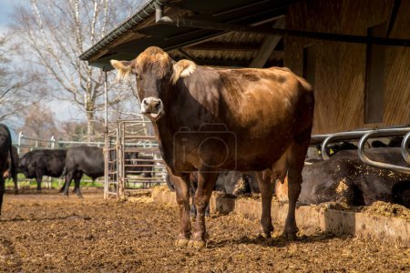 Foto de Una vaca encerrada en una granja - Imagen libre de derechos