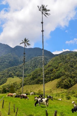 Téléchargez les photos : La vallée de la Cocora dans le troupeau de vaches colombiens et les palmiers - en image libre de droit