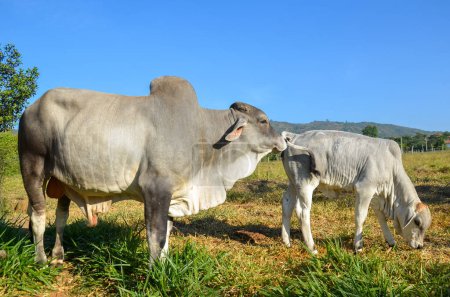 Cebu cattle in Colombia on a farmland