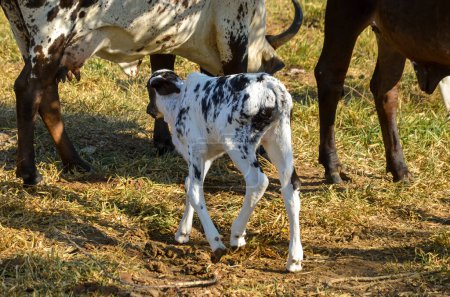 a cebu calf in a colombian farmland