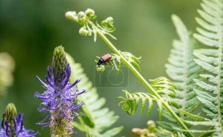 Foto de Insecto en un helecho junto a una hermosa flor violeta - Imagen libre de derechos