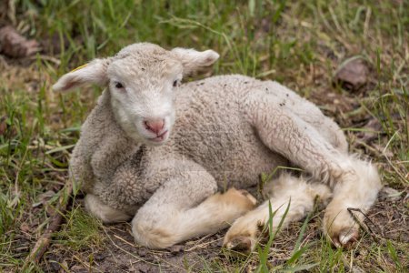 Photo for Cute baby lamb taking a break - Royalty Free Image