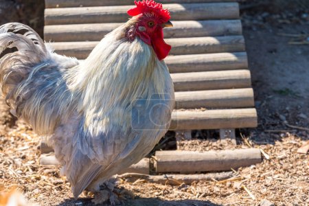 Téléchargez les photos : Coq dans la cour de la ferme - en image libre de droit