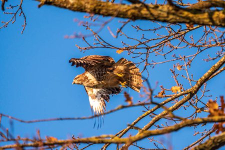 Téléchargez les photos : Jeune oiseau prédateur s'envolant d'une branche d'arbre - en image libre de droit