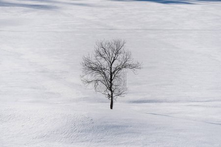 einzelner Baum im Schnee