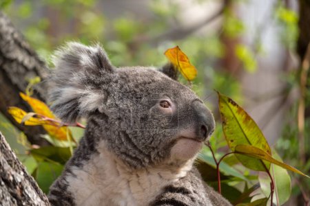 lindo koala en el hábitat natural