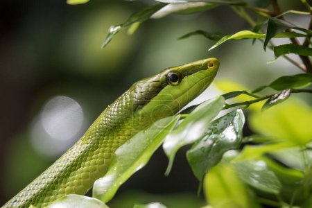 Foto de Un primer plano de una serpiente verde en una rama en el jardín - Imagen libre de derechos