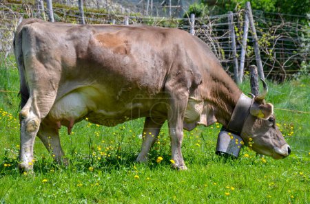 Téléchargez les photos : Vache dans la prairie en Suisse - en image libre de droit