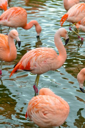 Téléchargez les photos : Flamant rose dans le zoo - en image libre de droit